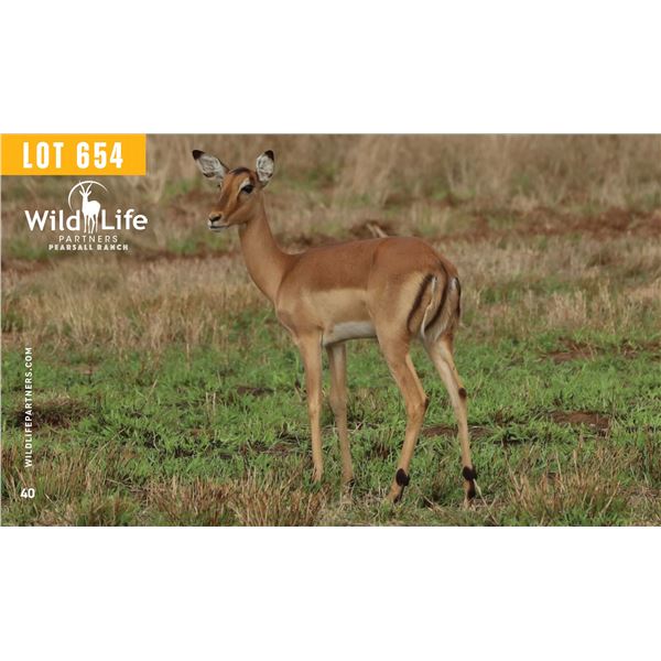 0.2 Yearling Impala