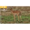 Image 1 : 0.2 Yearling Impala