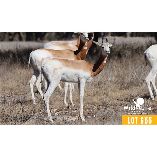 0.1 Yearling Dama Gazelle