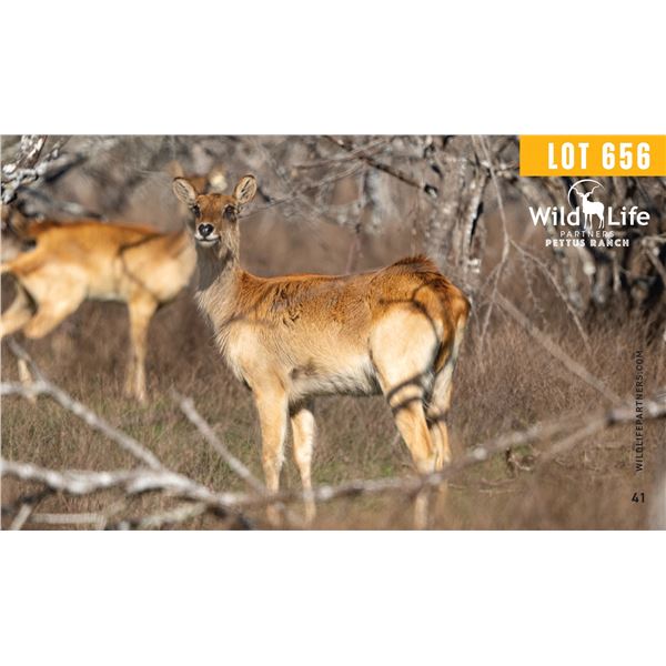 0.2 Mature Exposed Nile Lechwe