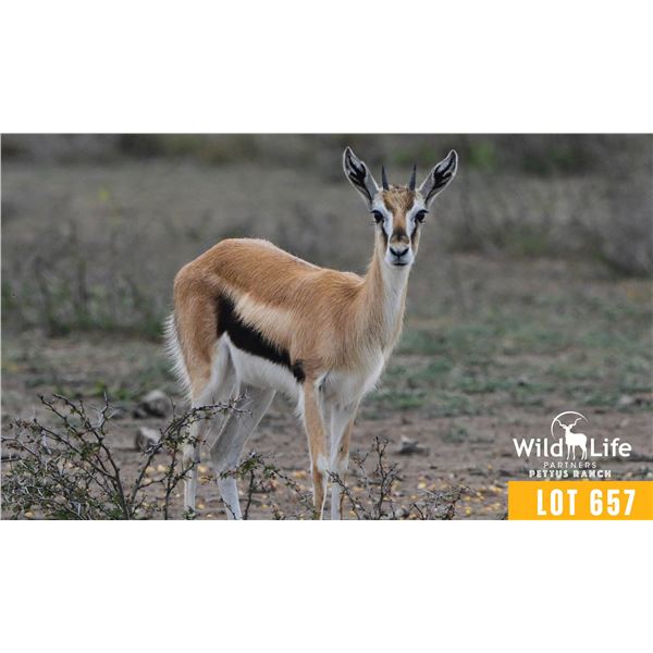 0.2 Yearling Thomson's Gazelle