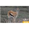 Image 1 : 0.2 Yearling Thomson's Gazelle