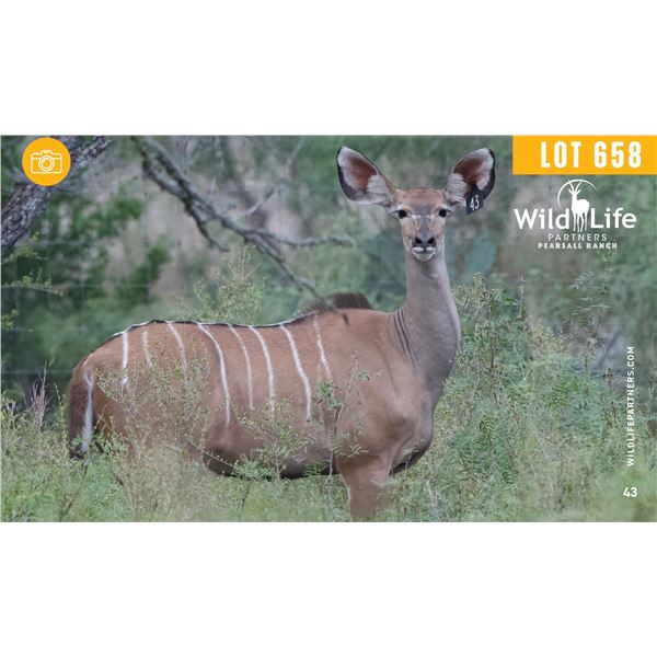 0.1 Yearling Kudu