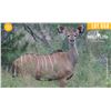 Image 1 : 0.1 Yearling Kudu