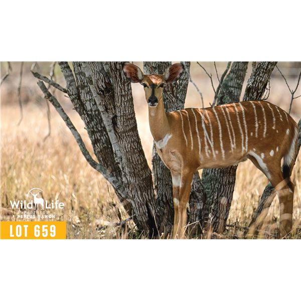0.1 Mature Exposed Nyala