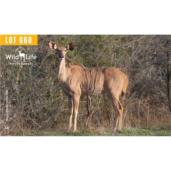 0.1 Mature Exposed Kudu
