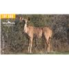 Image 1 : 0.1 Mature Exposed Kudu