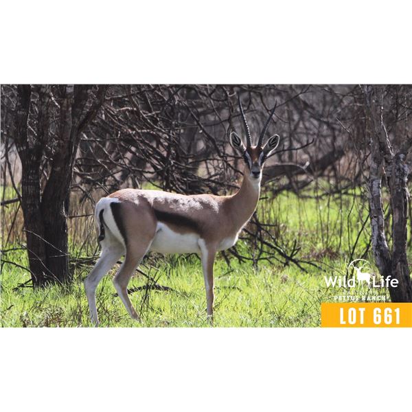 0.2 Mature Exposed Grant's Gazelle