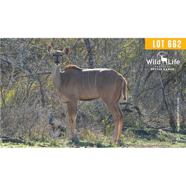 0.1 Mature Exposed Kudu