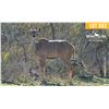 Image 1 : 0.1 Mature Exposed Kudu