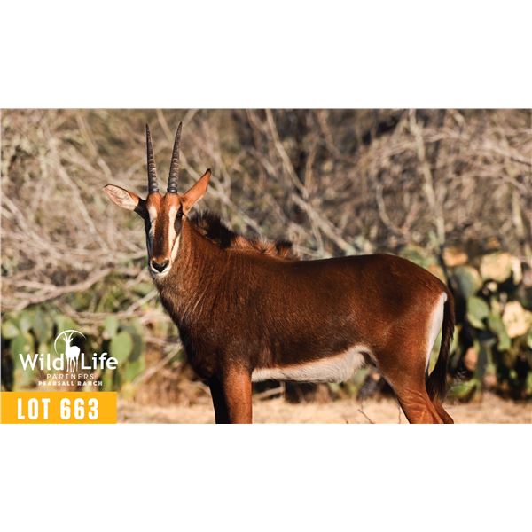0.1 Yearling Sable