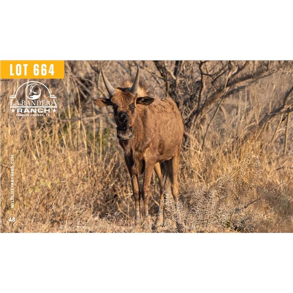 2.0 Yearling Black Wildebeest