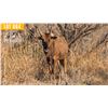Image 1 : 2.0 Yearling Black Wildebeest