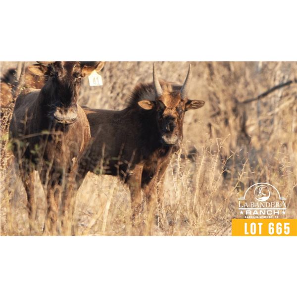 0.1 Yearling Black Wildebeest
