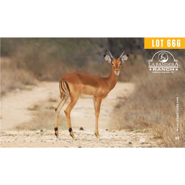 1.2 Yearling Impala