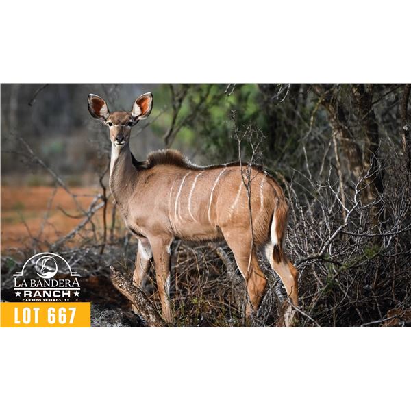 0.1 Yearling Kudu