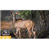 Image 1 : 0.1 Yearling Kudu