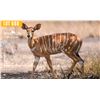 Image 1 : 0.2 Yearling Nyala