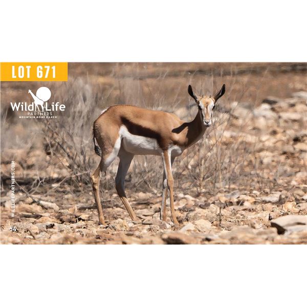 0.1 Yearling Springbok