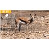 Image 1 : 0.1 Yearling Springbok
