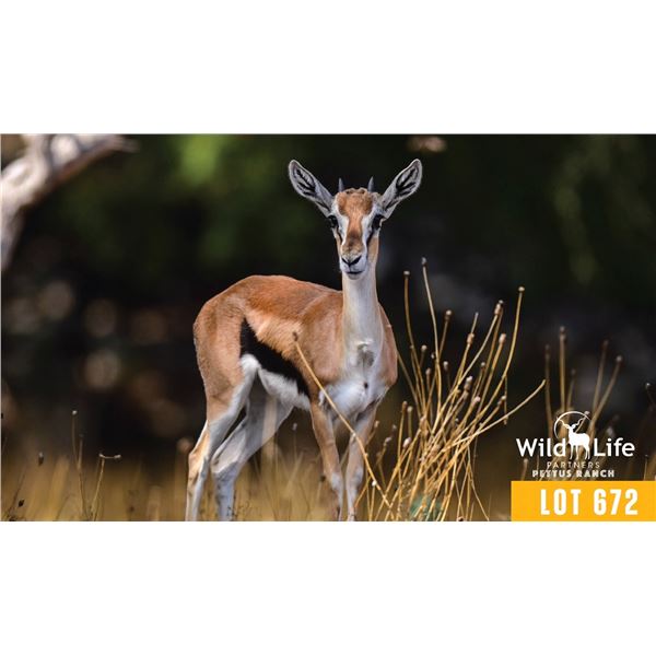 0.2 Yearling Thomson's Gazelle