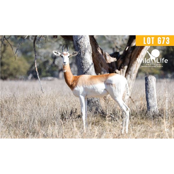 0.2 Yearling Dama Gazelle