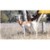 Image 1 : 0.2 Yearling Dama Gazelle