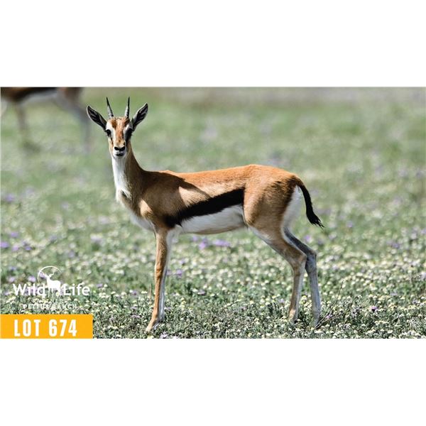 0.2 Yearling Thomson's Gazelle