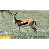 Image 1 : 0.2 Yearling Thomson's Gazelle