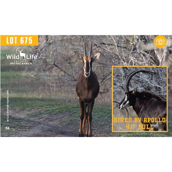 1.0 Yearling Sable Sired by Apollo