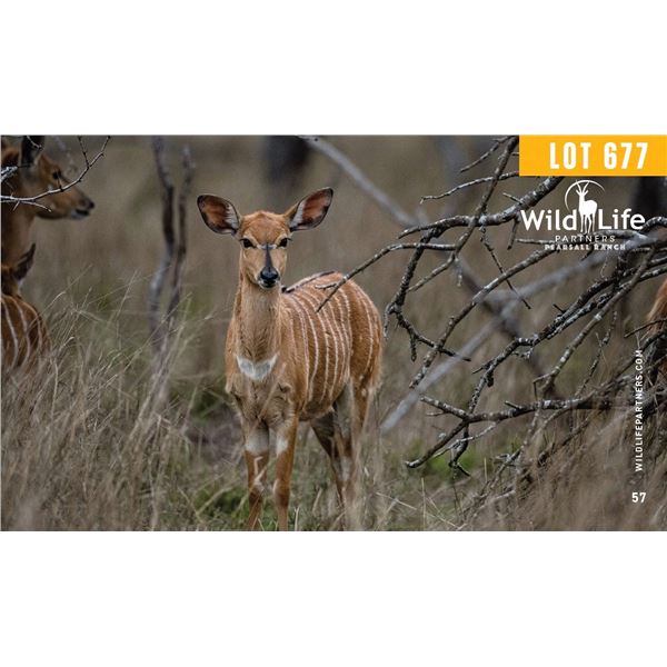 0.1 Yearling Nyala