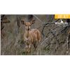 Image 1 : 0.1 Yearling Nyala
