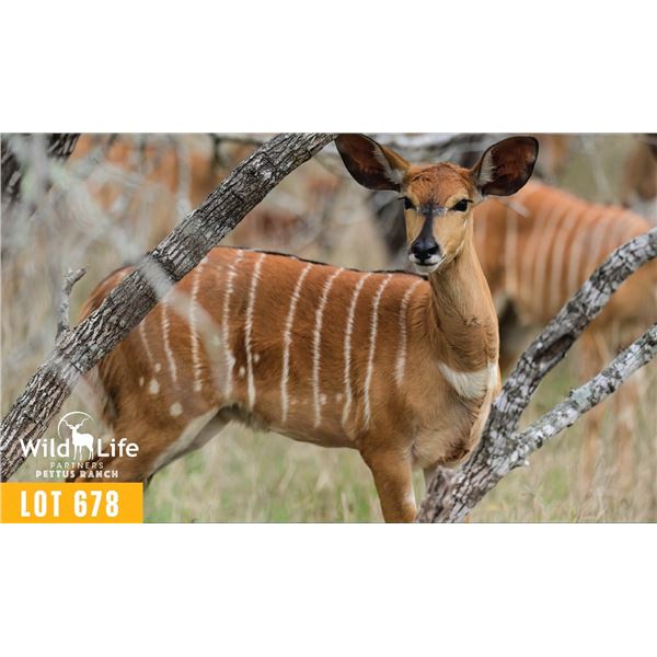 0.1 Yearling Nyala