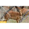 Image 1 : 0.1 Yearling Nyala