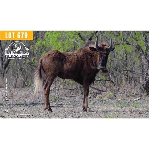 0.1 Yearling Black Wildebeest