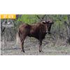 Image 1 : 0.1 Yearling Black Wildebeest