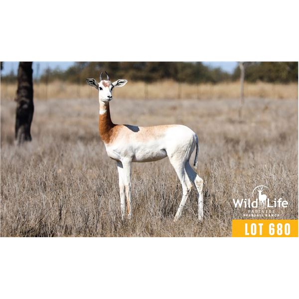 0.1 Yearling Dama Gazelle