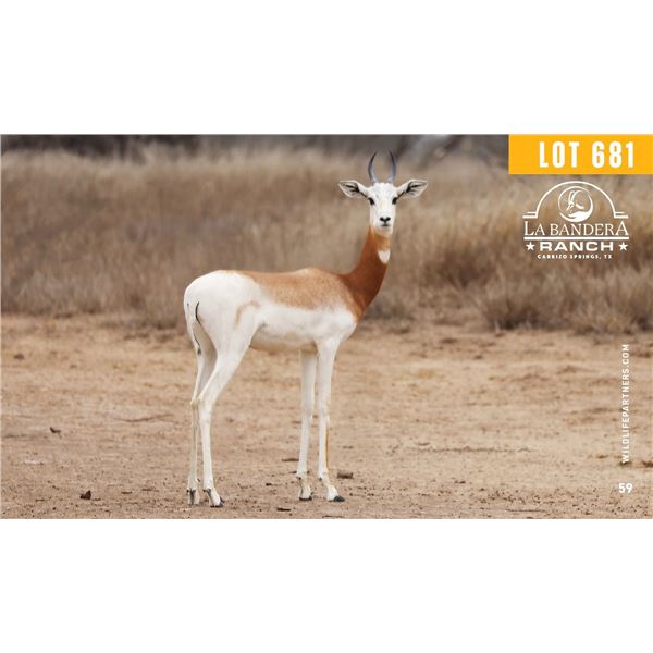 0.1 Yearling Dama Gazelle