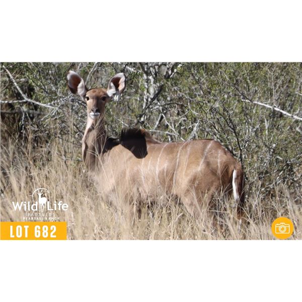 0.1 Yearling Kudu