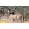 Image 1 : 0.1 Yearling Kudu