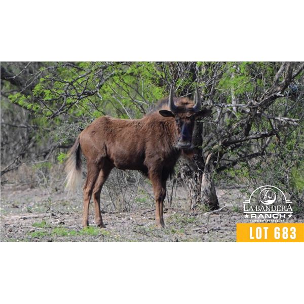 0.1 Yearling Black Wildebeest