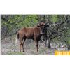 Image 1 : 0.1 Yearling Black Wildebeest