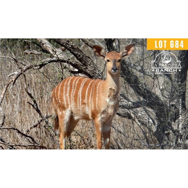 0.1 Yearling Nyala