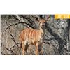 Image 1 : 0.1 Yearling Nyala