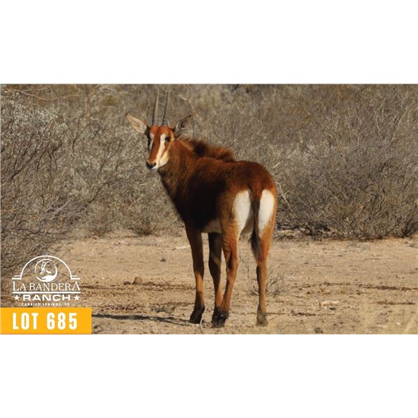 0.1 Yearling Sable