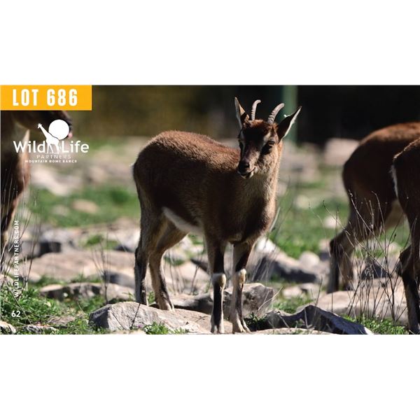 1.2 Yearling Kri-Kri Ibex