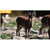 Image 1 : 1.2 Yearling Kri-Kri Ibex