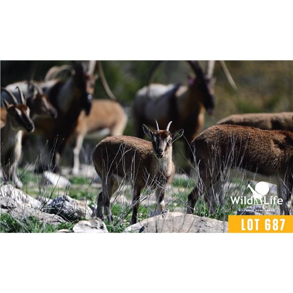 1.2 Yearling Kri-Kri Ibex