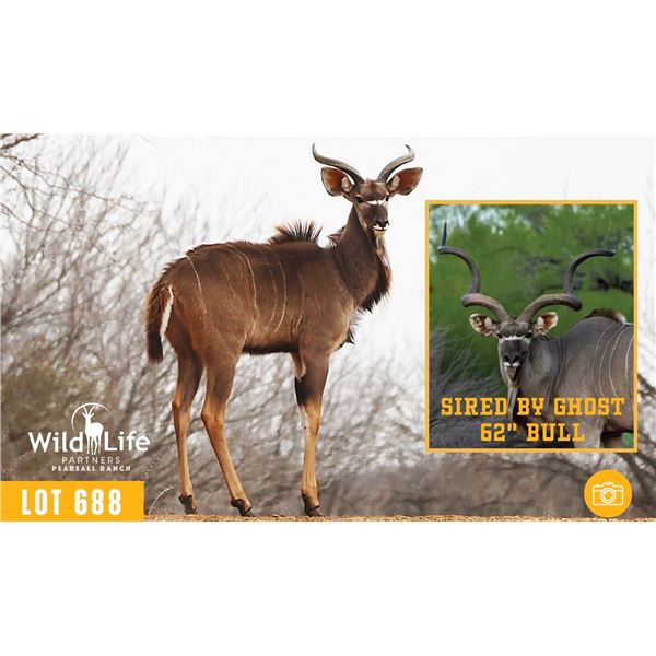1.0 Yearling Kudu Sired by Ghost EWA Registered