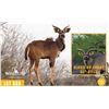 Image 1 : 1.0 Yearling Kudu Sired by Ghost EWA Registered